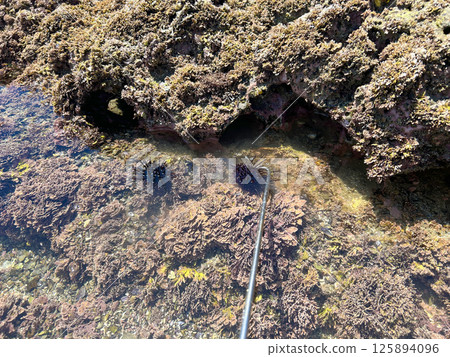View of the rocky coast in May 125894096