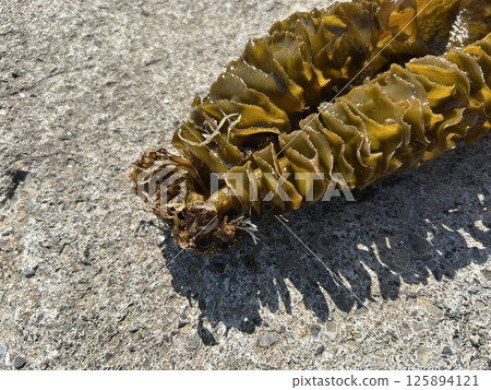 五月岩石海岸的景色 125894121