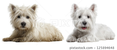 A West Terrier dog is shown in two states, one dirty and shaggy, and the other clean and well-groomed. The contrast highlights the grooming process and results. 125894648