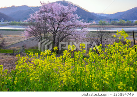 A single cherry tree blooming along the Sai River [Azumino] 125894749