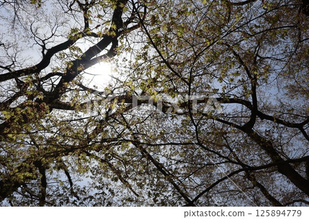 A landscape looking up at the bright white sun and the branches of a large maple tree with young buds and a cherry tree A landscape looking up at the bright white sun and the branches of a large maple tree with young buds and a cherry tree 125894779