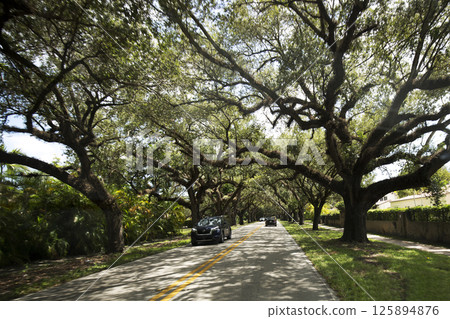 A street in the trees of the United States A street in the trees of the United States 125894876