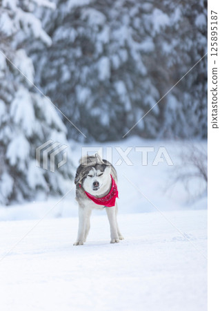 Dog shaking off snow. Funny husky in winter 125895187