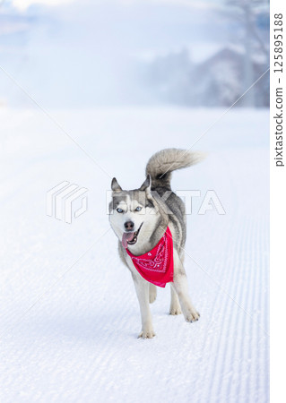 Siberian Husky dog running, winter snow 125895188