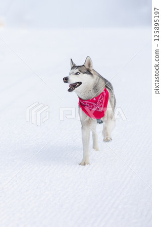 Siberian Husky dog running, winter snow 125895197