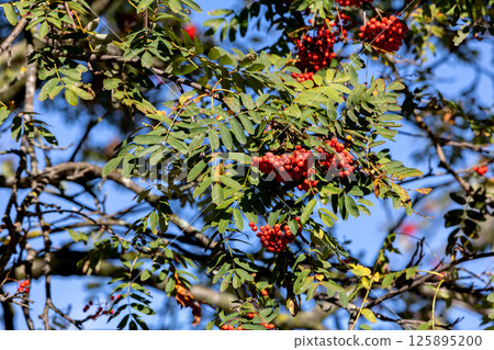 Close-up branches with red rowan berries 125895200
