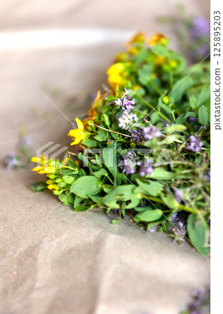St Johns wort and Thyme fresh flowers drying St Johns wort and Thyme fresh flowers drying 125895203