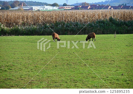 Sheep grazing in the field. Concept for animals and agriculture. Sheep grazing in the field. Concept for animals and agriculture. 125895235