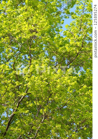 2025年4月，鮮綠的秋榆樹 125895274
