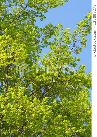 Fresh green autumn elm, April 2025 Fresh green autumn elm, April 2025 125895275
