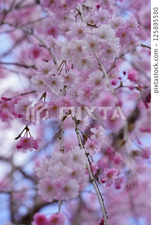 從正下方仰望垂枝櫻花樹的嫩枝 125895580