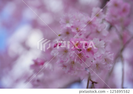 垂枝櫻花園：近距離觀察樹枝 125895582