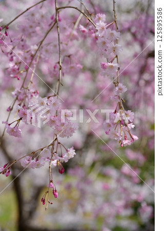 垂枝櫻花園－可愛的樹枝 125895586