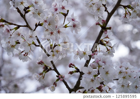 春暖花開，櫻花爛漫，七種變化（四種曝光方式）4/4 125895595