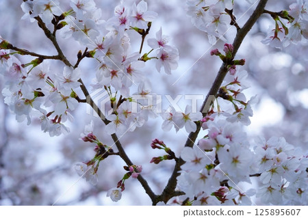 Spring in full bloom, cherry blossoms in full bloom, seven transformations (4 types of exposure) 1/4 125895607