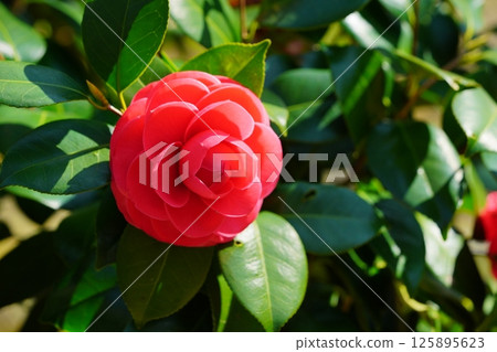 春天的到來，山茶花，紅色處女大花 125895623