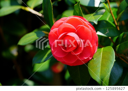 The coming of spring, camellia, red virgin large flower 125895627