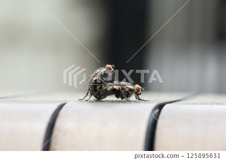 Mating flies 125895631