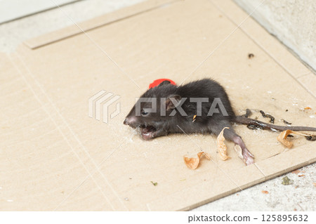 A traped mouse 125895632