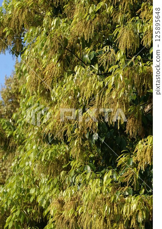 Quercus glauca flowers - April 2025 125895648