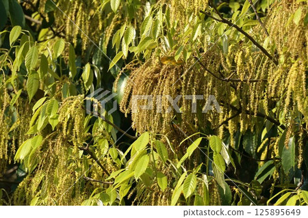 Quercus glauca flowers - April 2025 125895649