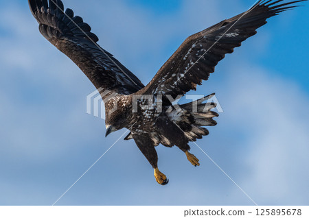 知床冬天 知床冬天 125895678