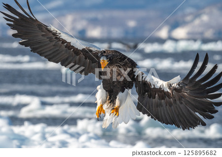 Shiretoko winter Shiretoko winter 125895682