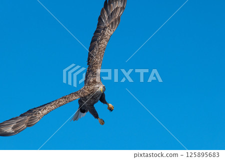 Shiretoko winter 125895683