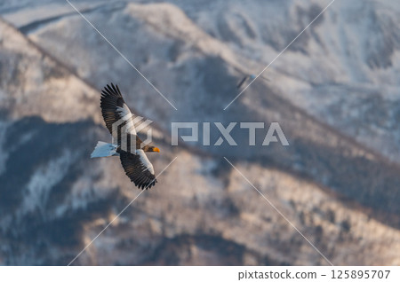 Shiretoko winter 125895707