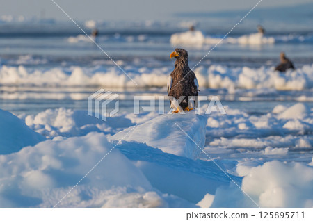 知床冬天 125895711