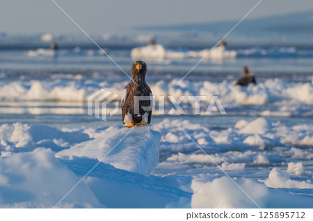 Shiretoko winter Shiretoko winter 125895712