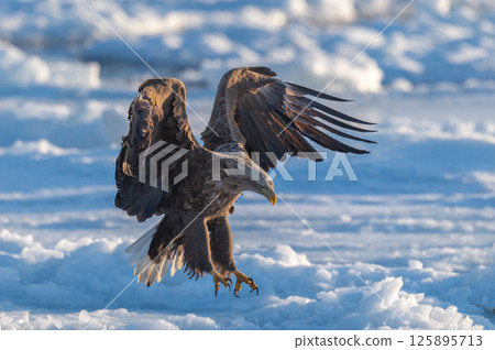 Shiretoko winter Shiretoko winter 125895713