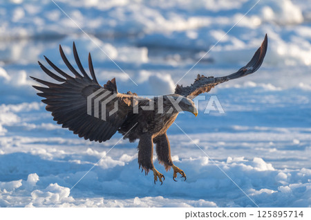 Shiretoko winter Shiretoko winter 125895714