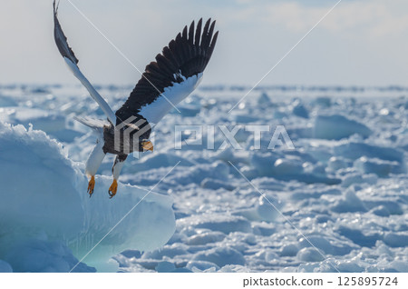 Shiretoko winter Shiretoko winter 125895724