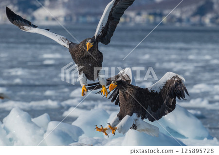 Shiretoko winter 125895728