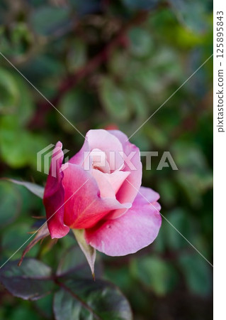 Distant drums 125895843