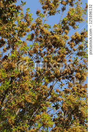 2025年4月，Quercus phillyraeoides花期 125896132