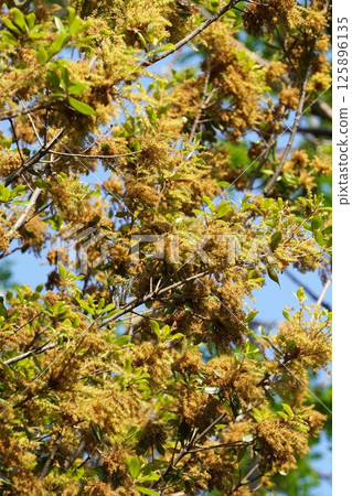 2025年4月,Quercus phillyraeoides花期 2025年4月,Quercus phillyraeoides花期 125896135
