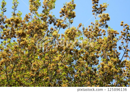 2025年4月,Quercus phillyraeoides花期 2025年4月,Quercus phillyraeoides花期 125896136