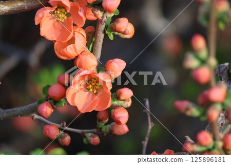 Close-up view of a branch of a flowering tree with orange petals of a quince 125896181