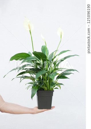 Hand holding spathiphyllum flower in pot against white wall 125896190