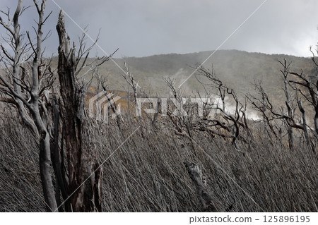 Mighty grey trees Mighty grey trees 125896195
