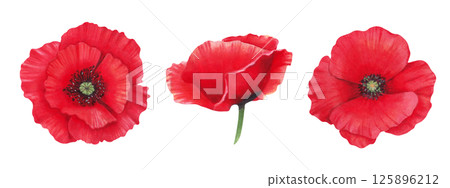 Set of scarlet red poppy bud. Watercolor illustration. Spring and Labor Day. Drawing botanical herbaceous plant. Hand drawn isolated art. Remembrance Day. Wildflower clipart for packaging, postcard. Set of scarlet red poppy bud. Watercolor illustration. Spring and Labor Day. Drawing botanical herbaceous plant. Hand drawn isolated art. Remembrance Day. Wildflower clipart for packaging, postcard. 125896212