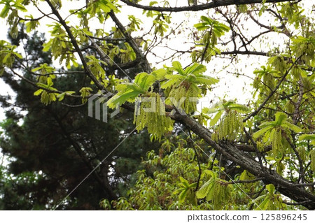 橡樹雄花，2025年4月 125896245