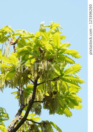 橡樹雄花，2025年4月 125896260