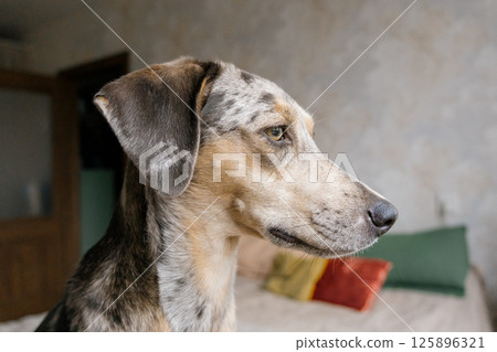 spotted Dog with brown and white fur is lying on the bed. a pet with a sad face looks away. spotted Dog with brown and white fur is lying on the bed. a pet with a sad face looks away. 125896321