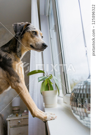spotted Dog with brown and white fur stands on the windowsill and looks out window.  125896322