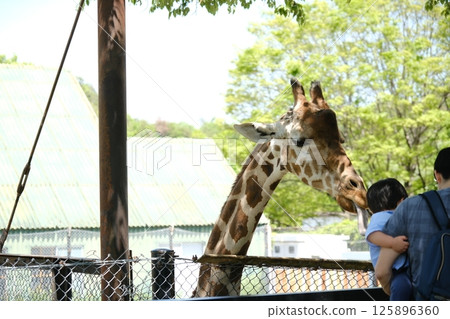 Father and child feeding a gentle giraffe 125896360