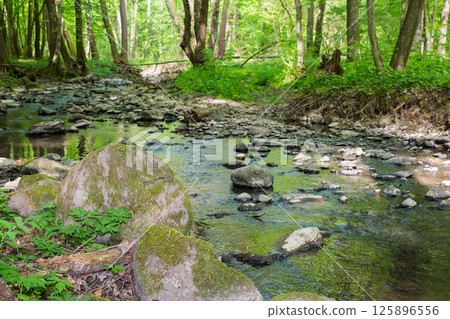 shallow creek in the forest. green park outdoors with foliage trees on the shore in spring. nature environment with roots and stone in the water. landscape in morning dappled light 125896556