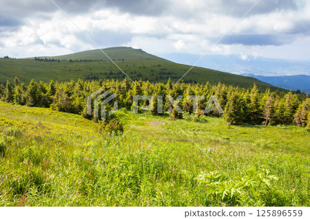 mountain landscape with forest in summer. nature with grass on the hill and cloudy sky. scenic view of outdoor background. beautiful scenery for travel mountain landscape with forest in summer. nature with grass on the hill and cloudy sky. scenic view of outdoor background. beautiful scenery for travel 125896559